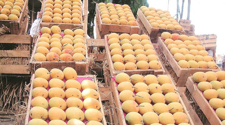 Supplying India’s King of Fruits – Mangoes – to Dubai
